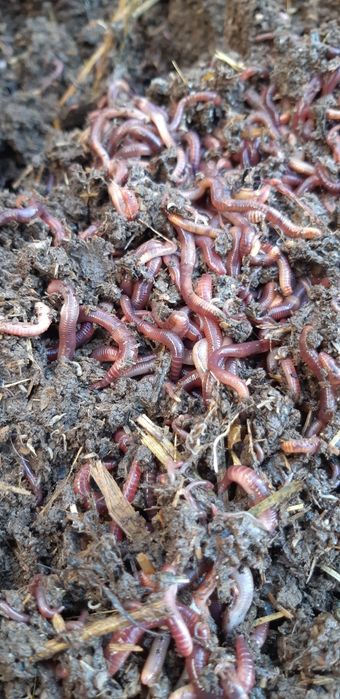 Биогумс ва калифорния қизил ёмғир чувалчанглари