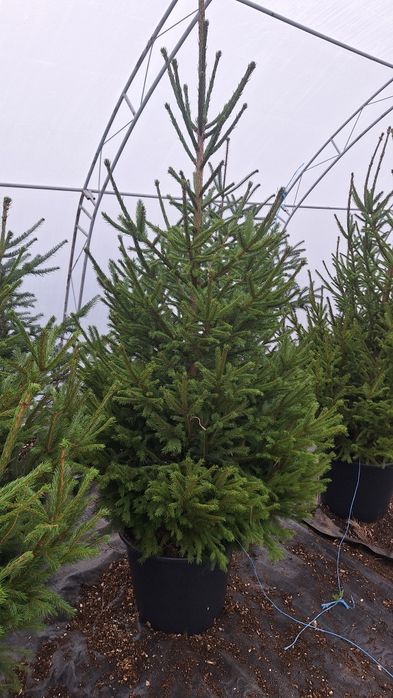 Иглолистни видове