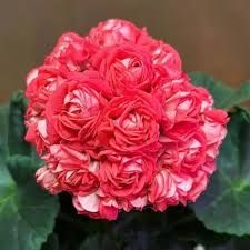 Пеларгония сортовая