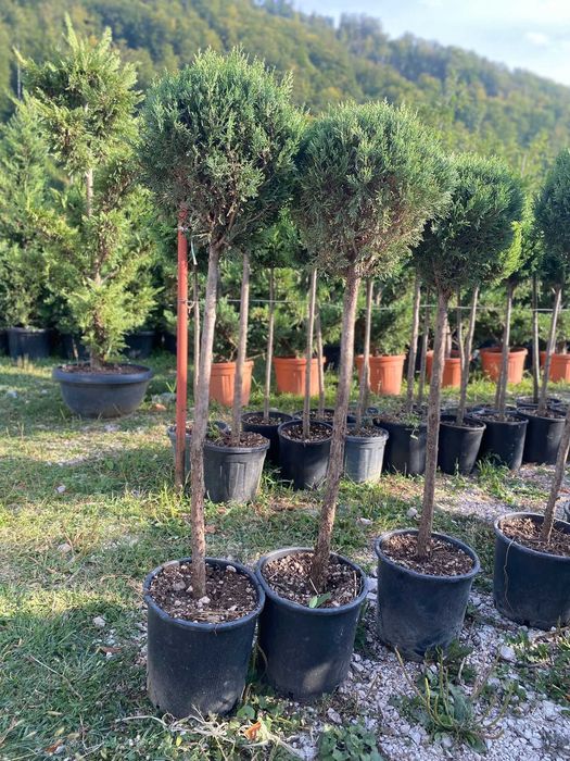 Tuia Decorative Premium pentru Curți și Terase