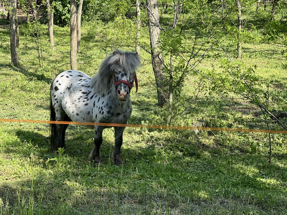 Ponei pentru monta