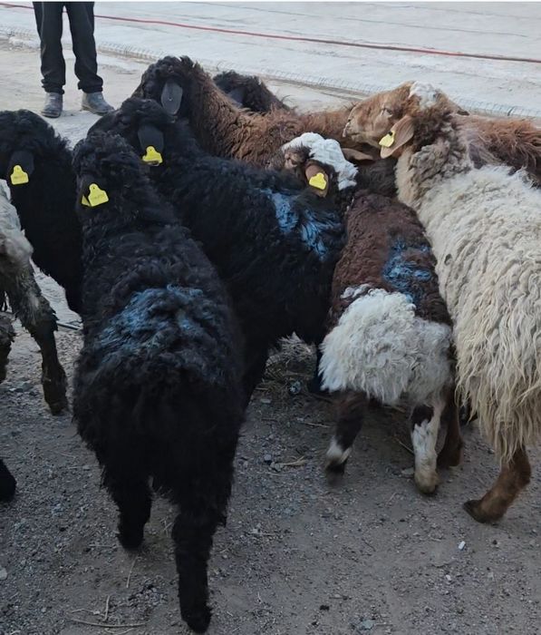 КозлыКой Сатылады