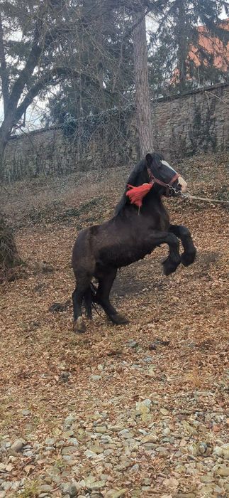 De vânzare manz de 1.8 luni