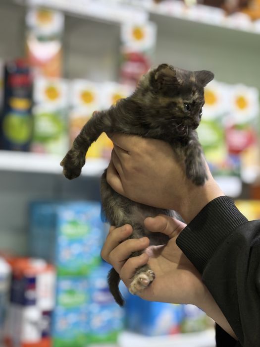 Мысыктар бар домашний