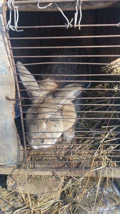 Кролик крупный самец фландер