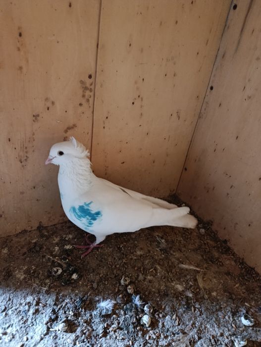 Голубь чубатый лет есть