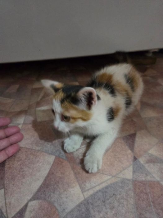 Котята 1 мальчик и 2 девочки, возраст 2 месяца.