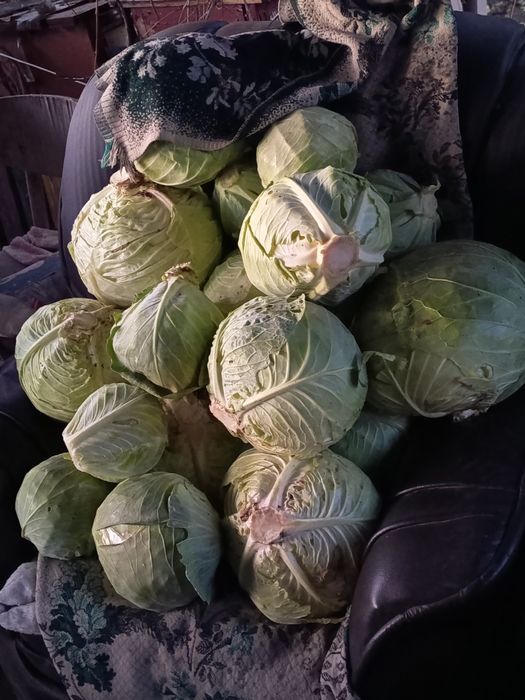 Дачная капуста Мегатон