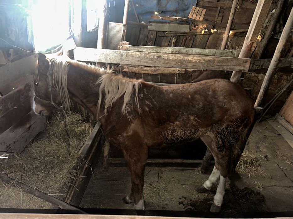 Жылкы сатылады, продам лошадь