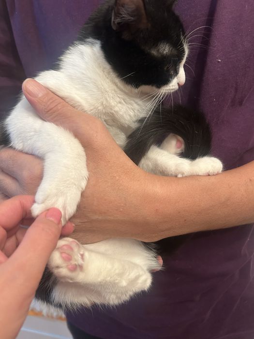 Отдам кошечку в добрые руки