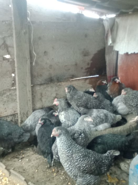 Куры продам молодой