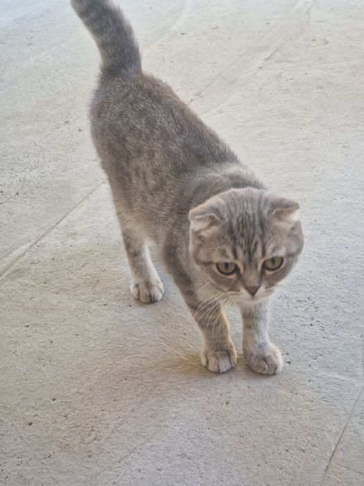 Scottish Fold sotiladi erkak.