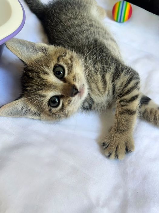 Котята 1,5 месяца только в добрые руки!