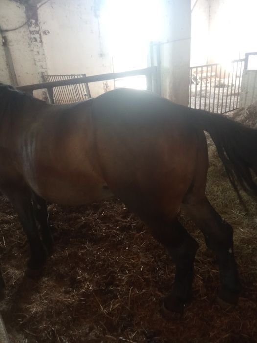 Cal de vânzare preț negociabil