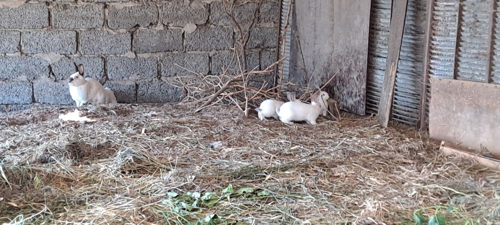 Кролики калифорния