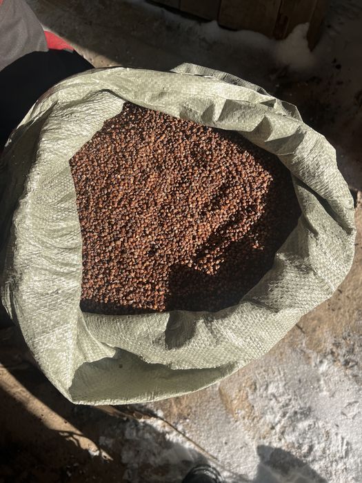 корма для птиц гречка