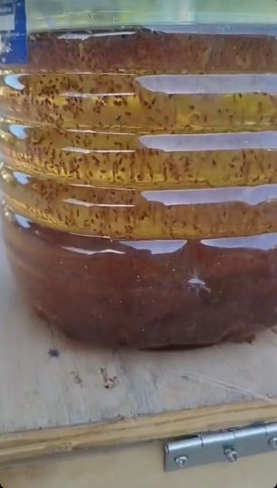 Дафня магня живой культура