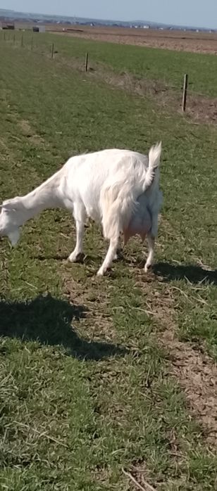 Vând o capra mioara