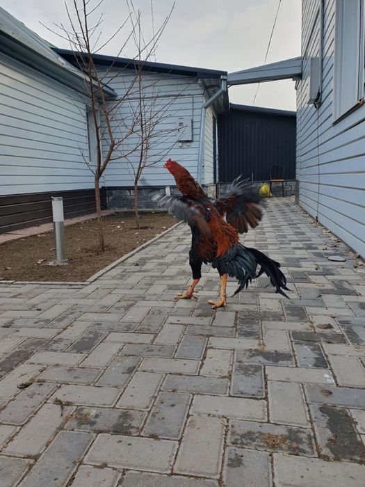 Петух дакан бойцовый