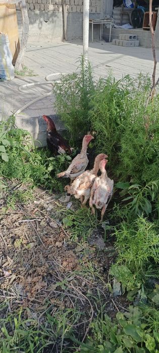 Срочно сотаман эр хотин бир жойга