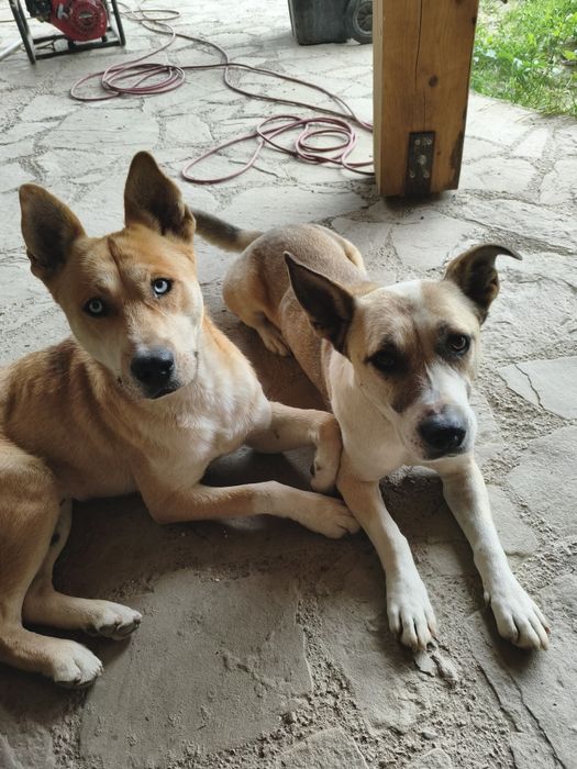 Câine cu ochi albaștri