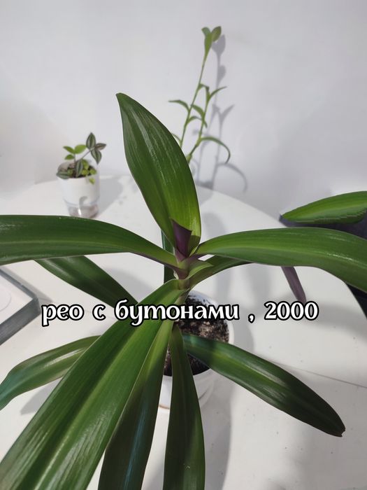 Комнатные цветы недорого