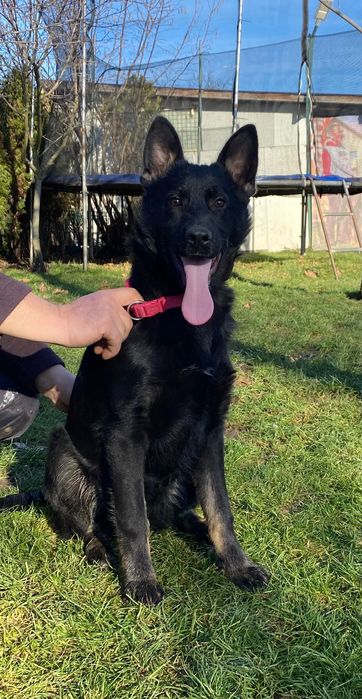 Pui ciobănesc german linie de lucru