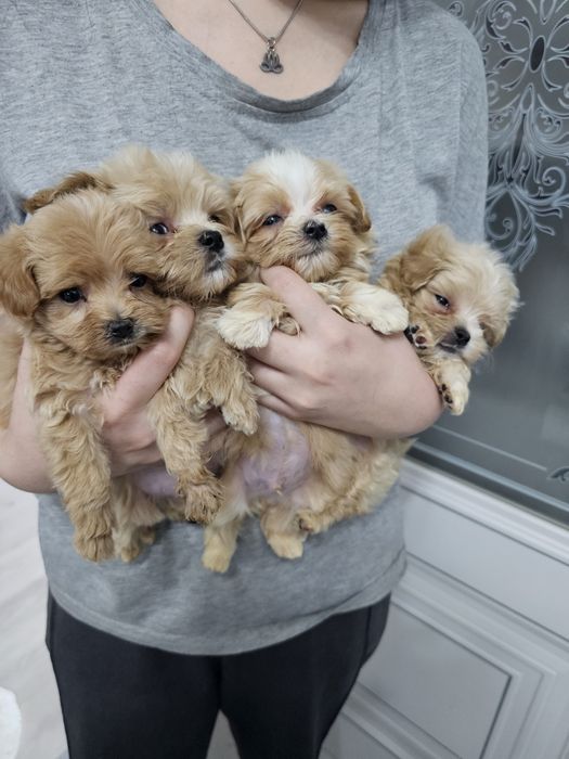 Супер щеночки мальтипу F1