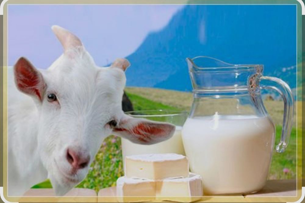 Ешкінің сүті,таза, балғын