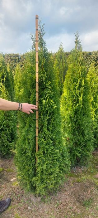 Tuia smarald dacă doriți la Salcea găsiți poze reale