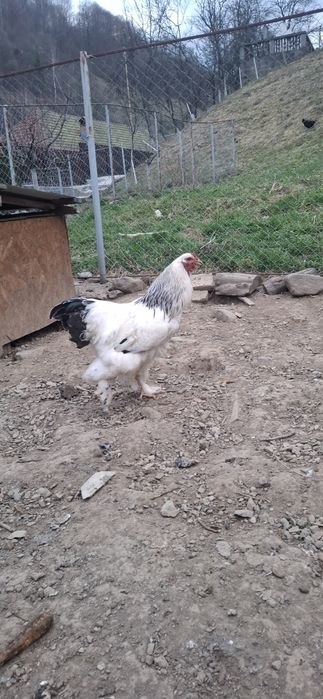 2 cocoși și o Găină Brahma 350 buc 300 gaina