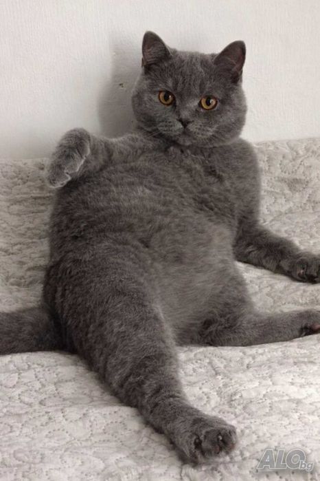 Шотландско котенце