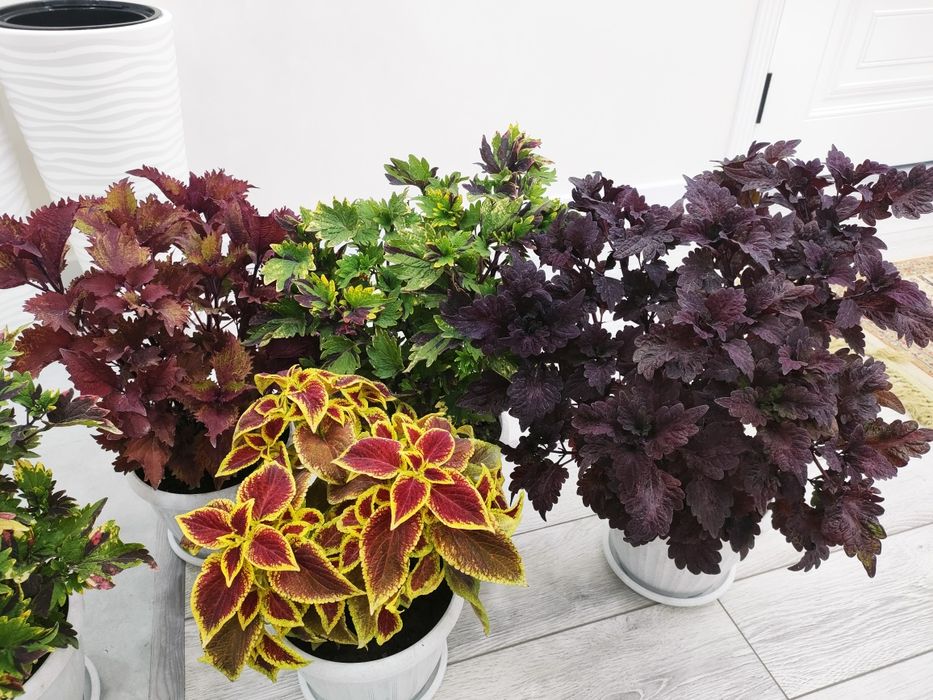 Комнатные цветы, доставка.