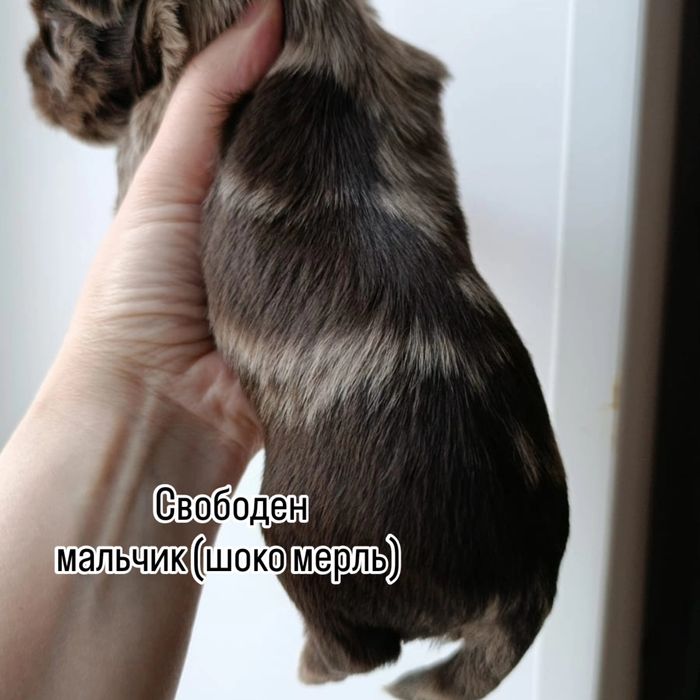 Щенки Йоркширского терьера