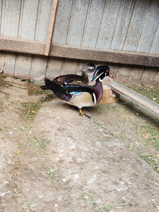 Rațe Caroline pereche