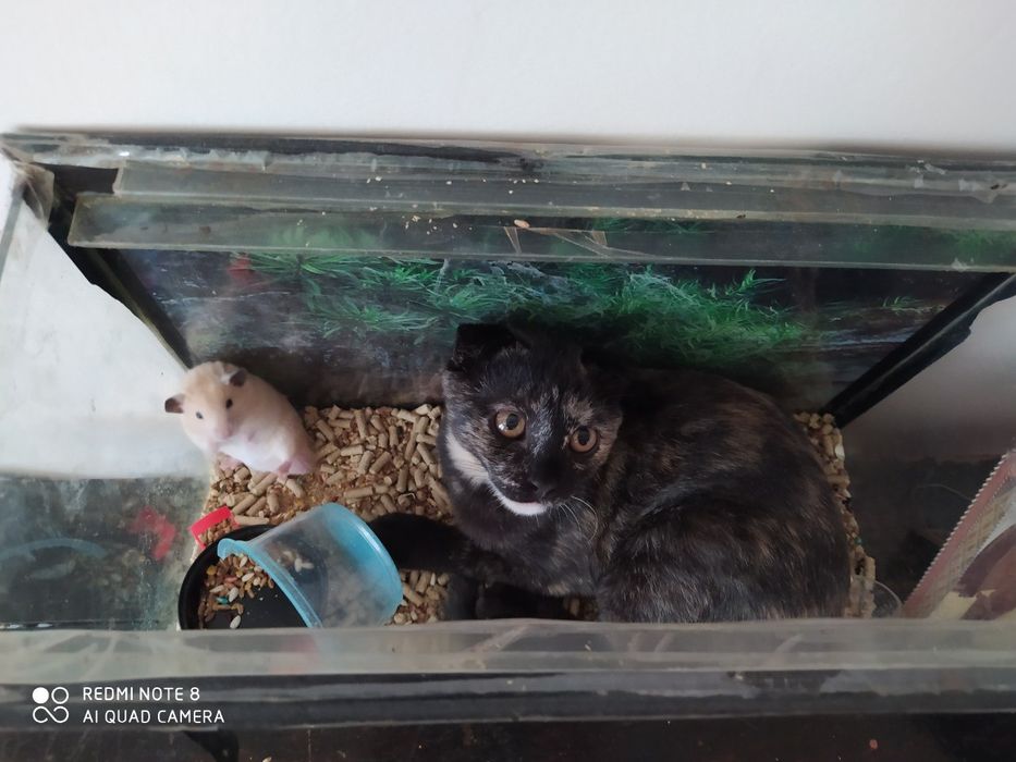 Передержка животных