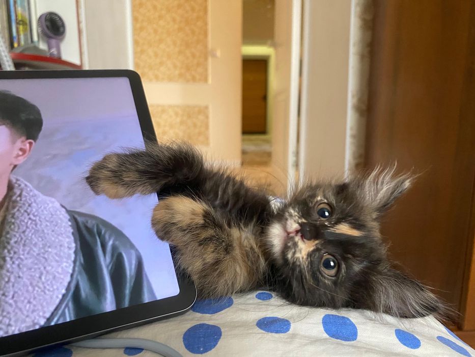 Котенок в добрые руки