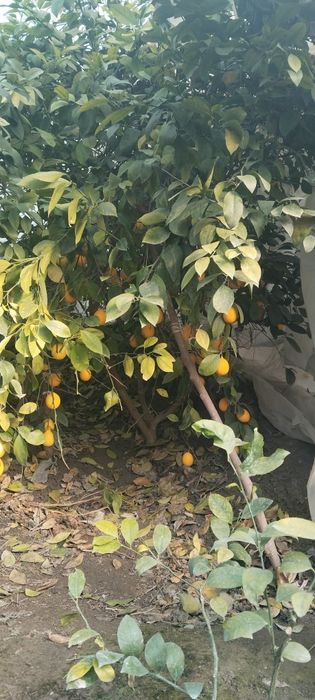 Лимон  кучатлари сотилади