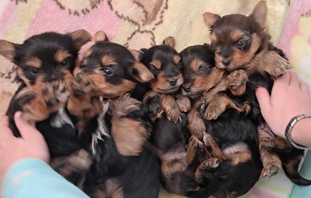 Малки бебета Йорки 800лв, 408евро