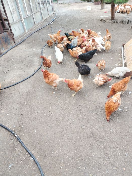 Куры несушки ломан браун хайсекс