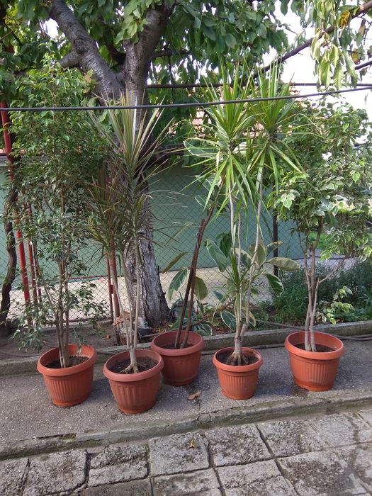 Продавам цветя, драцени, бенджамини и фикус