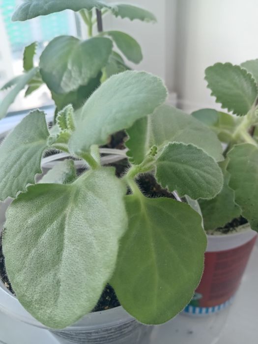 Комнатные растения