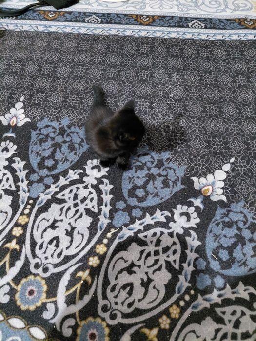 Кошка сотилади ранги кора