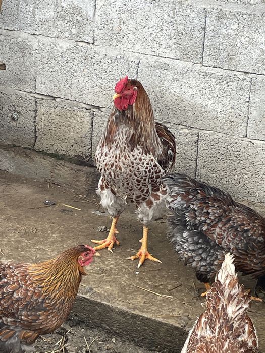 Cocosi wyandotte diferite culori