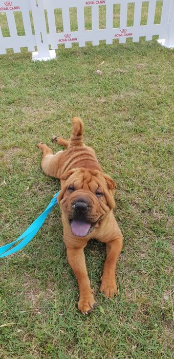 Shar pei drăgălași