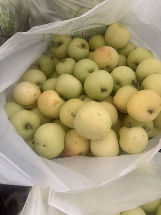 Яблоки с  ауыла Кайнарө