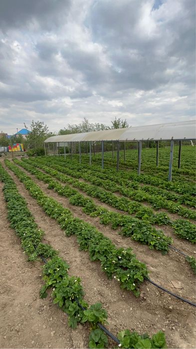 Дача с домом 60 соток