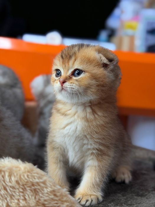 Породистые умные котята