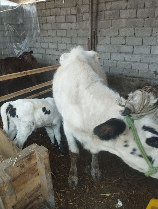 ona bola sigir  sotiladi