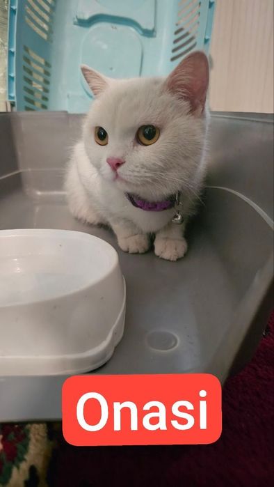 Скоттиш Страйт тоза кон